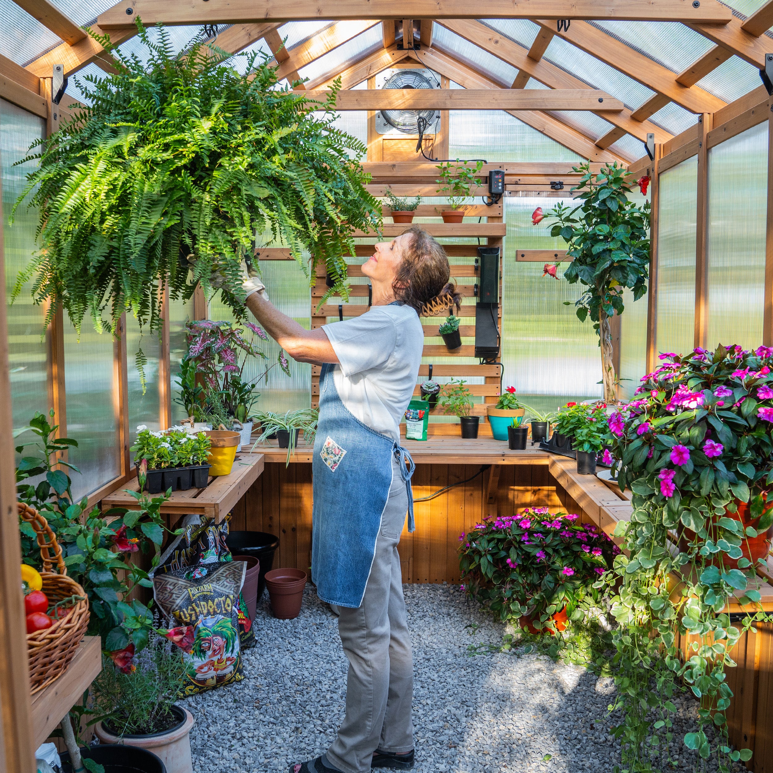 interior - 3.4m X 2.1m Bellerose Greenhouse